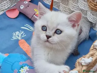 British Shorthair cats 💖GOLDEN, TABBY, COLOURPOINT BSH KITTENS💖 - Advert 1