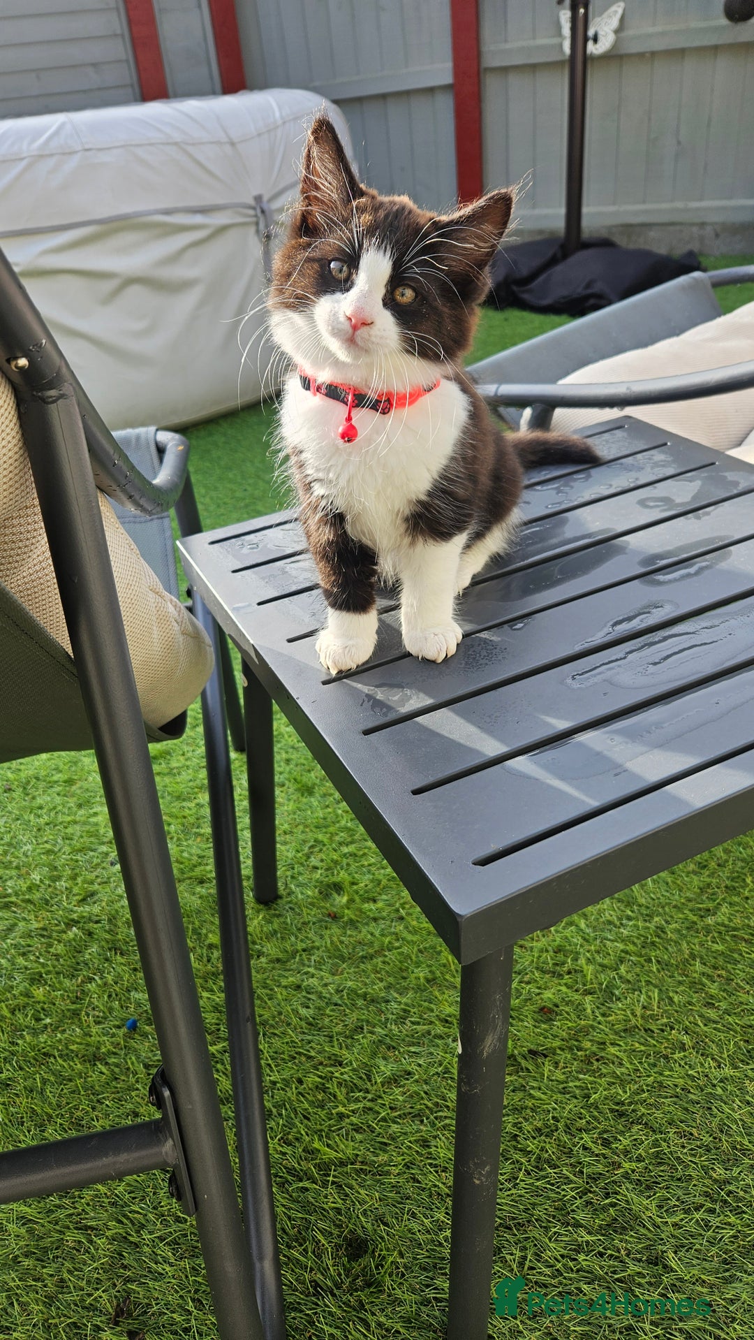 Mixed Breed cats for sale: Long haired black and white girl  - Image 9