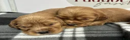 Cockalier dogs for sale: 🌟 Gorgeous Cockalier puppies 🌟 - Advert 4