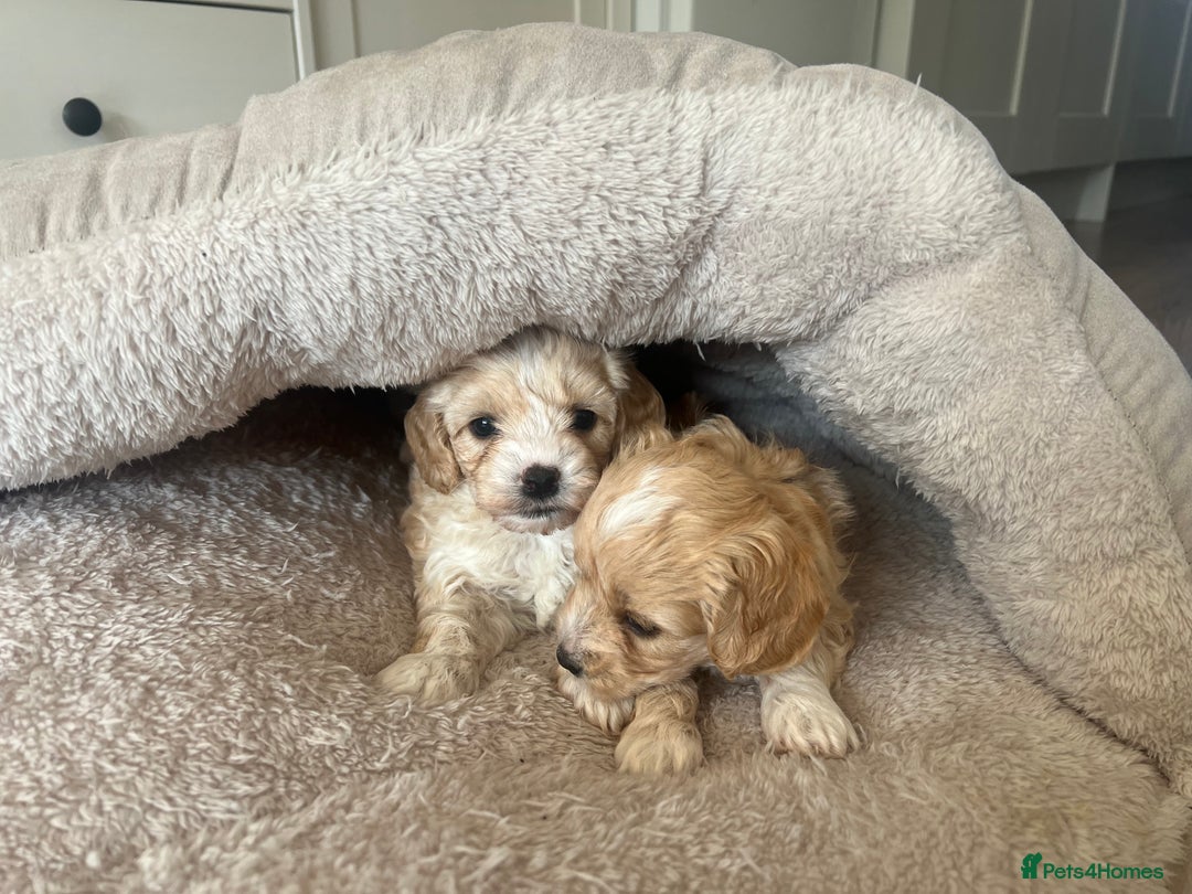 Maltipoo dogs for sale: Maltipoo Puppies  - Image 14