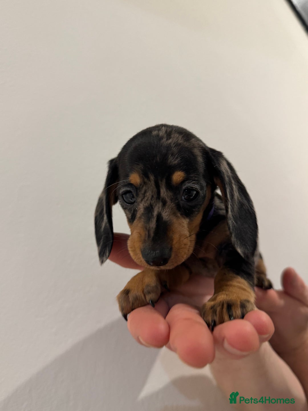 Miniature Dachshund dogs for sale: KC registered miniature dachshunds - Advert 14