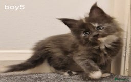 Maine Coon cats for sale: !!!BEAUTIFUL BIG BABIES AVAILABLE!!!  - Image 14