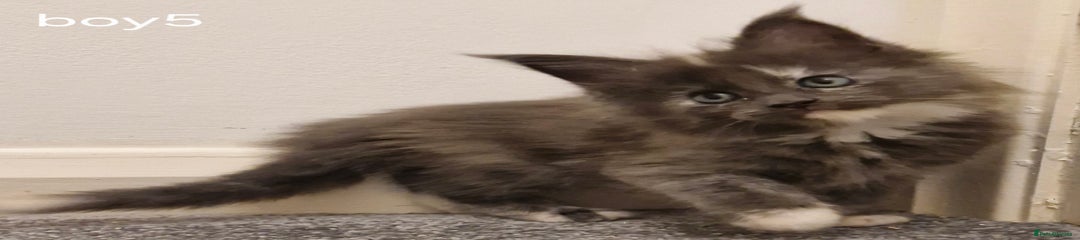 Maine Coon Kitten 4