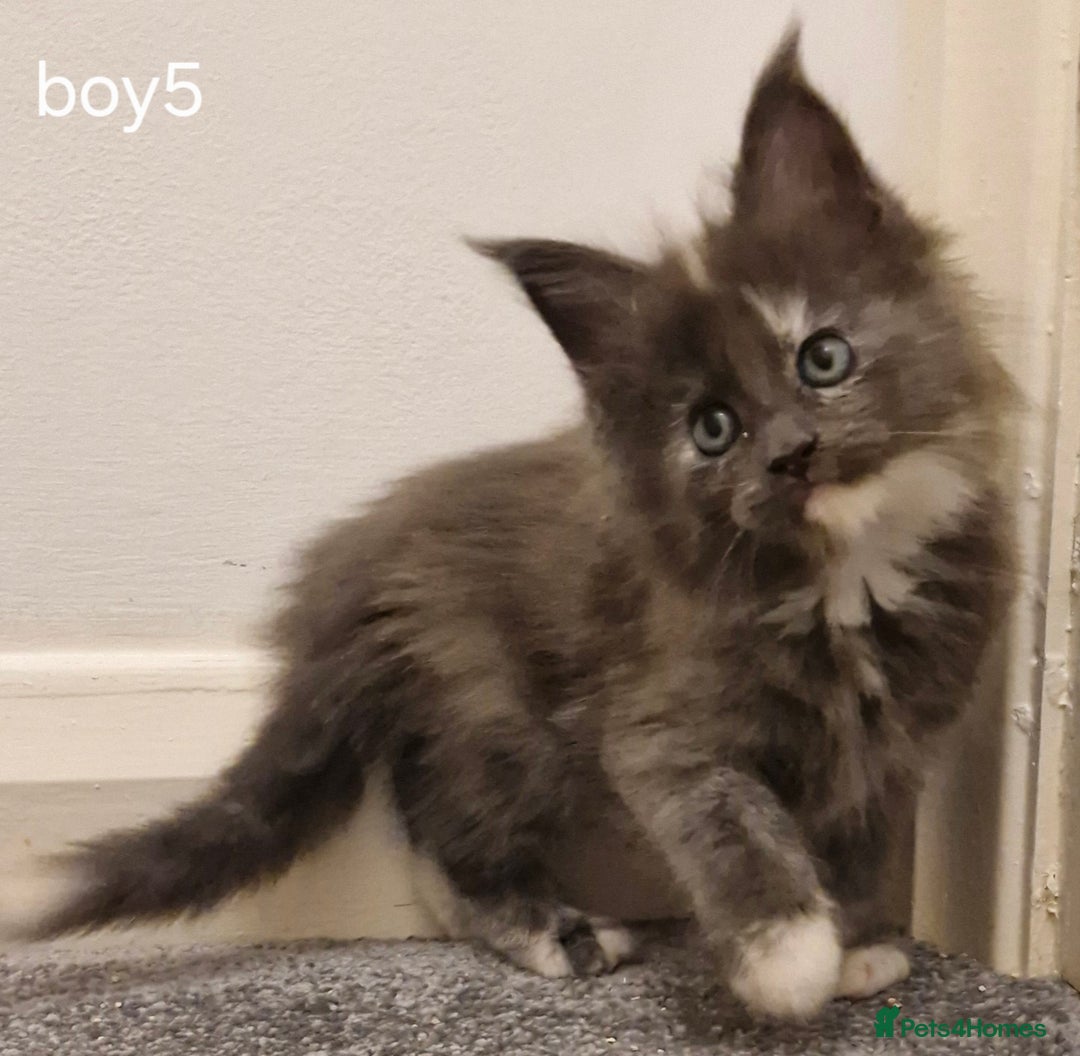 Maine Coon cats for sale: !!!BEAUTIFUL BIG BABIES AVAILABLE!!!  - Image 14
