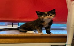 Domestic Shorthair cats for sale: Three beautiful kittens for new homes - Image 6