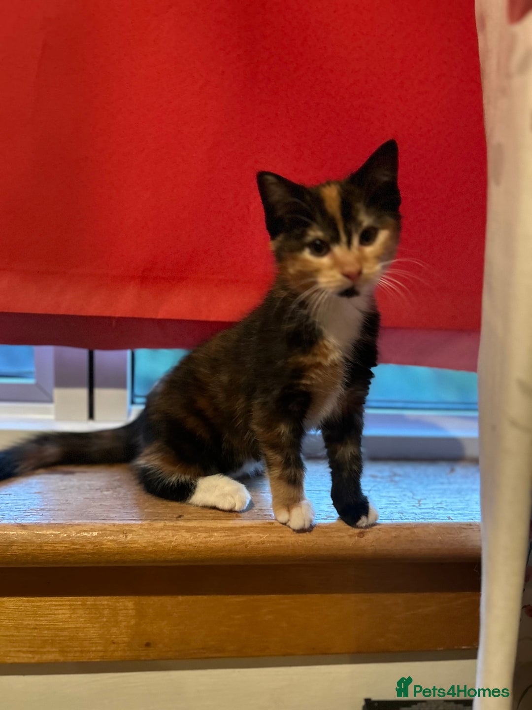 Domestic Shorthair cats for sale: Three beautiful kittens for new homes - Image 6