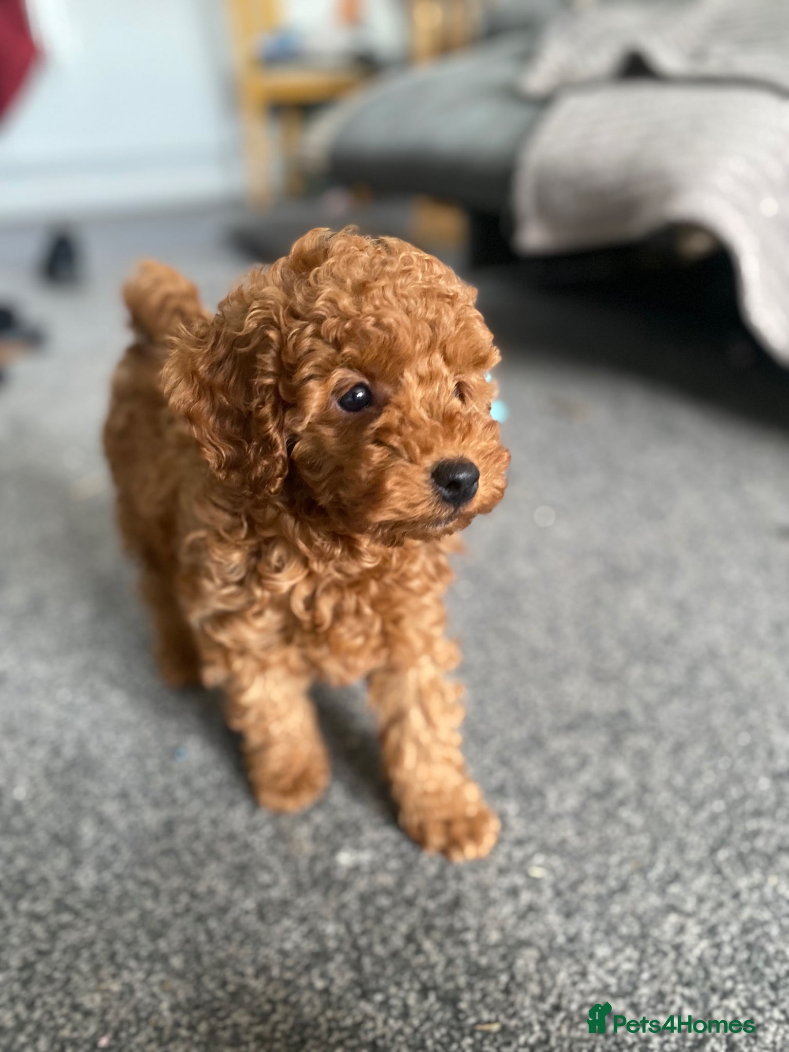 Toy Poodle dogs KC Toy Poodles last Boy - Advert 1