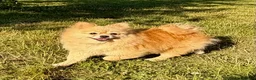 Pomeranian dogs for adoption: 🐾 Tuzi – Female Pom Looking for aForever Home 🐾 - Advert 3