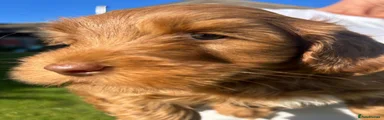 Labradoodle 3