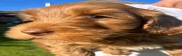 Labradoodle dogs for sale: Gorgeous healthy vet checked labradoodle puppies - Advert 17