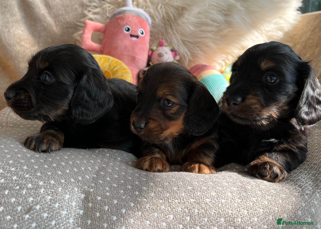Miniature Dachshund dogs for sale: Top Show Quality KC Miniature Dachshund Puppies - Image 6