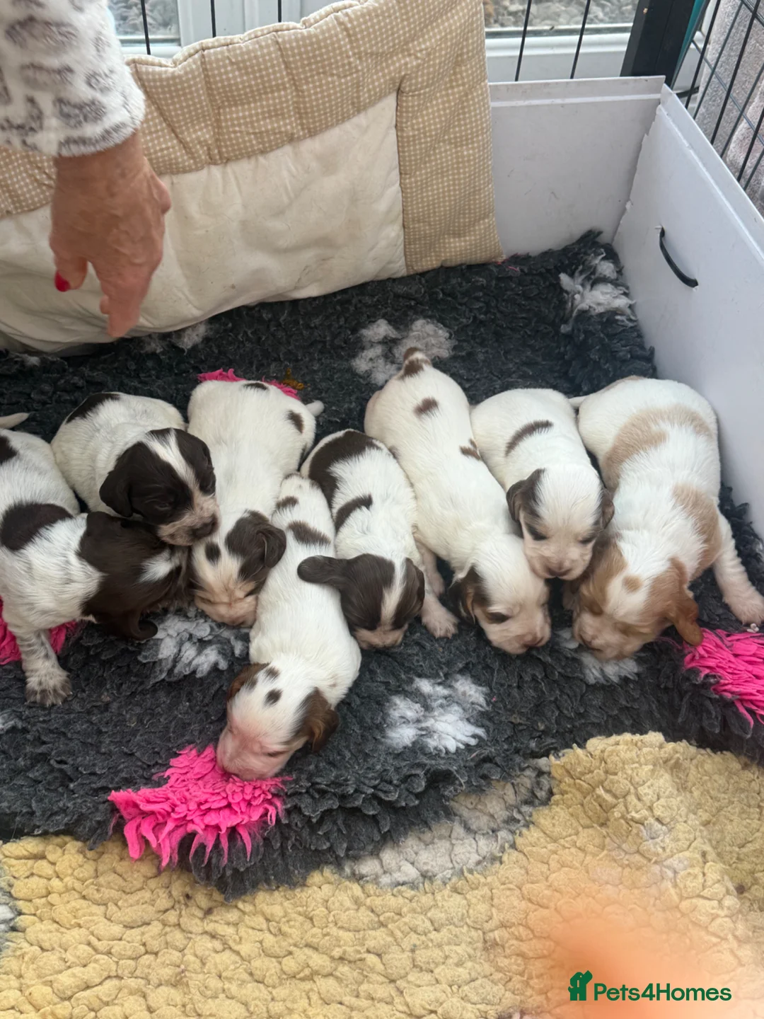 Sprocker dogs for sale: Sprocker puppys  - Advert 1