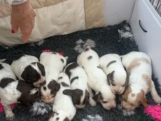 Sprocker dogs Sprocker puppys - Advert 10