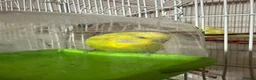 Budgerigars birds for sale: Male and female  in Halifax - Advert 4