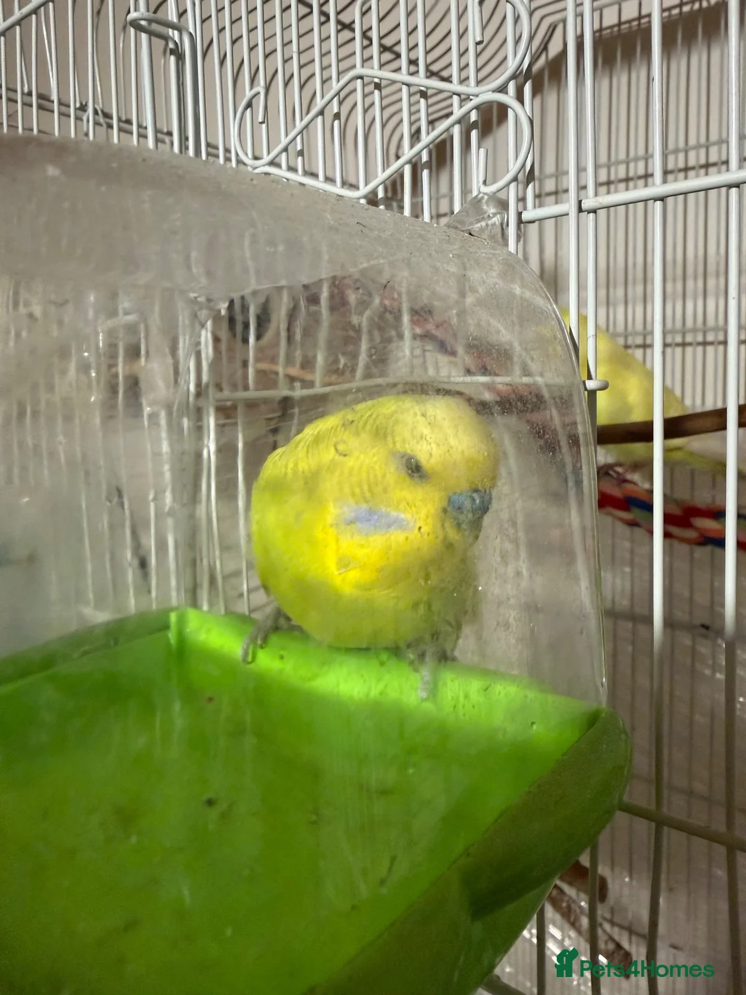 Budgerigars birds for sale: Male and female  in Halifax - Advert 4