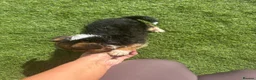 Jack Russell dogs for sale: Jack Russell cross terrier in March - Advert 6