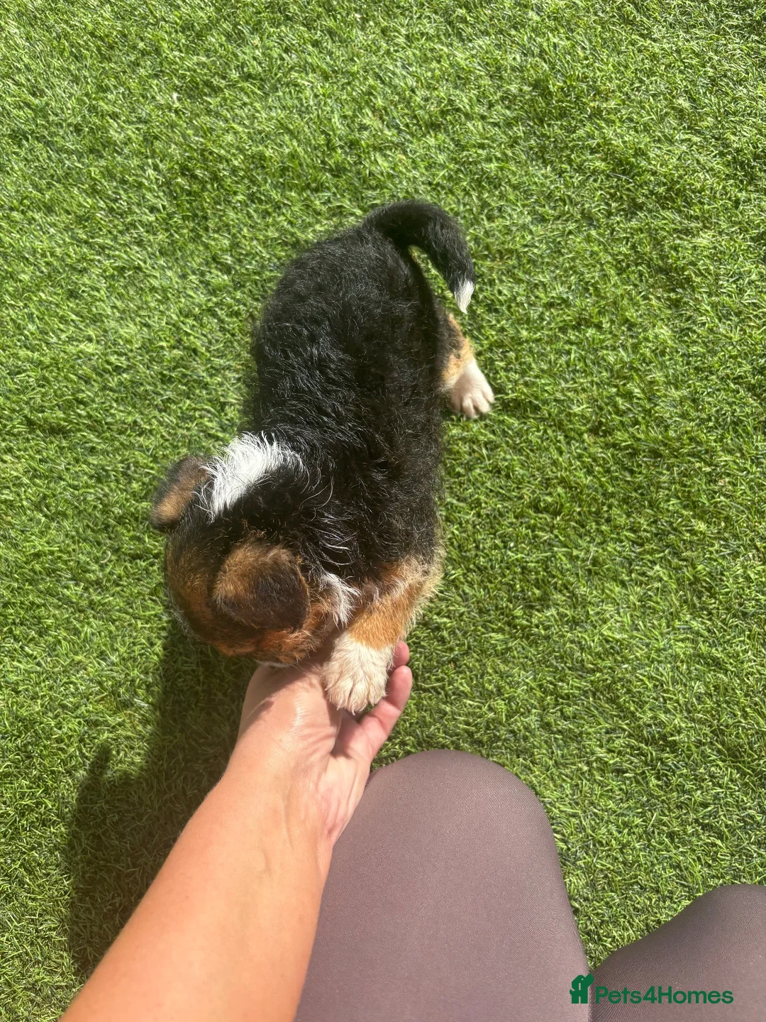 Jack Russell dogs for sale: Jack Russell cross terrier in March - Advert 6