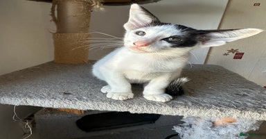 Peterbald cats - Advert 11
