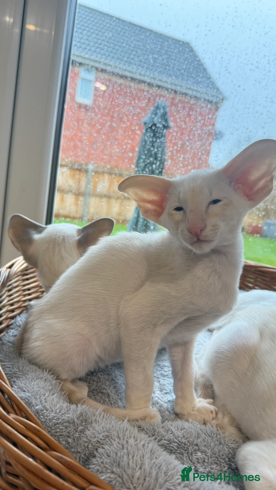 Siamese cats for sale: GCCF registered Siamese Boys - Advert 3