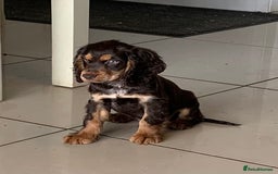 Cocker Spaniel dogs for sale: Health Tested Show Cocker Spaniels - Image 8