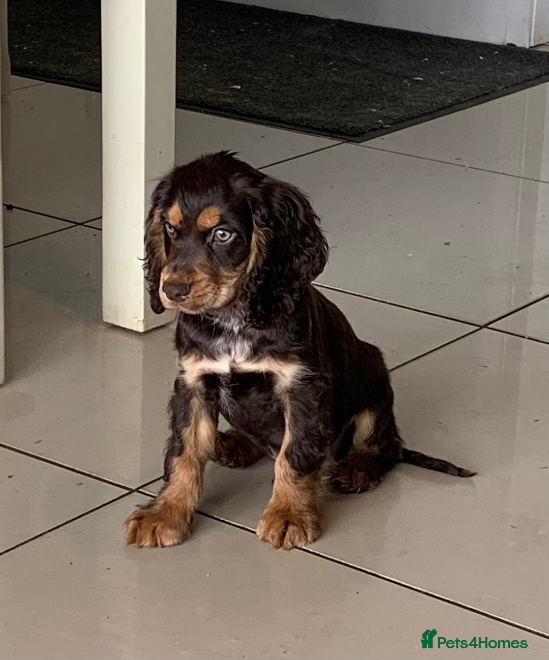 Cocker Spaniel dogs for sale: Health Tested Show Cocker Spaniels - Image 8