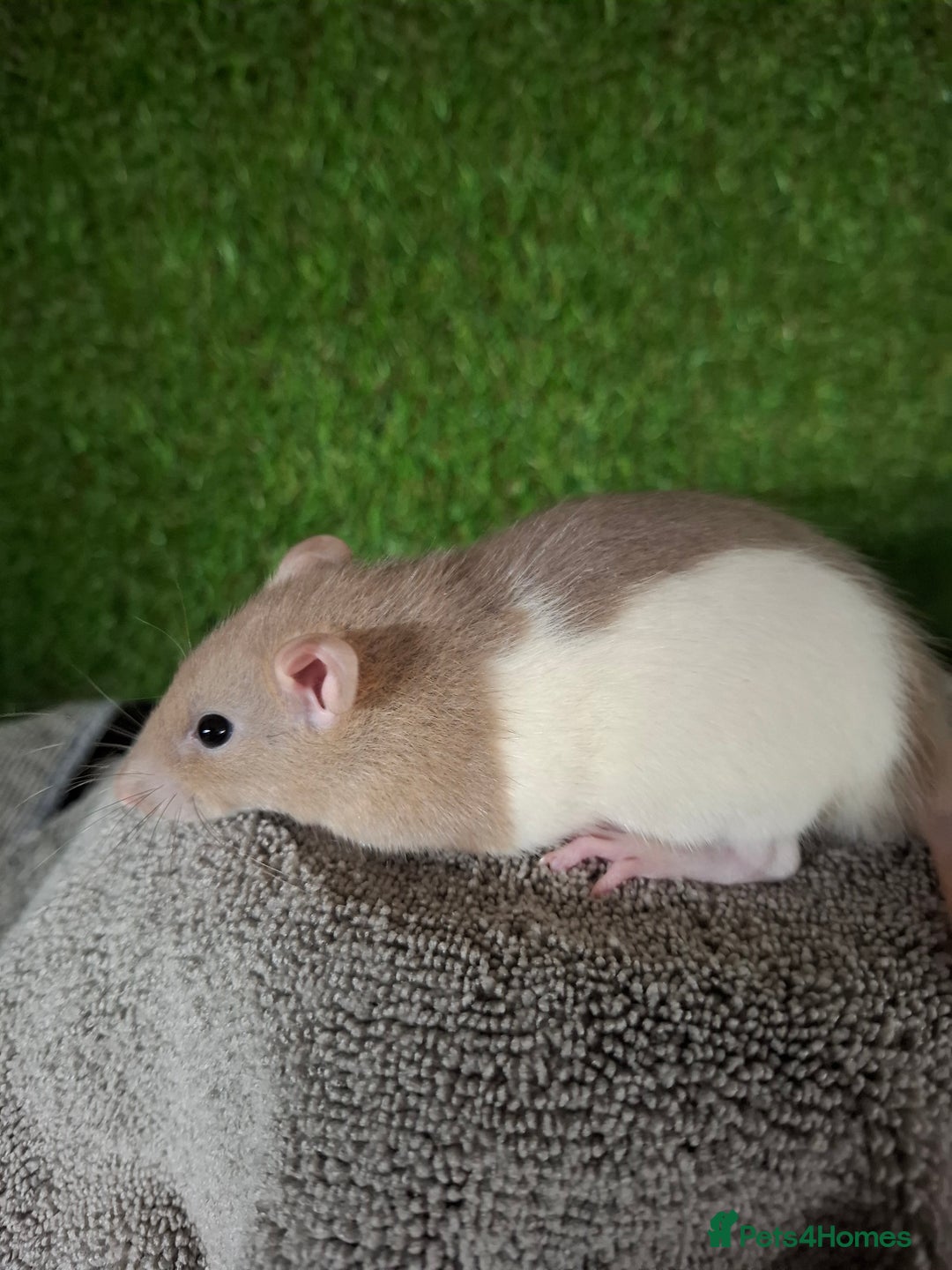 Rat rodents for sale: BABY RATS READY NOW - Advert 2