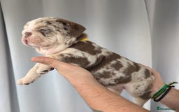 English Bulldog dogs for sale: English Bulldog Puppies  - Advert 12