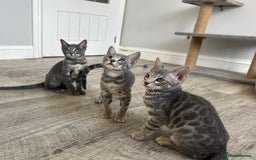 Bengal cats for sale: Striking Blue TICA Male Bengal Kittens 💙  - Image 34