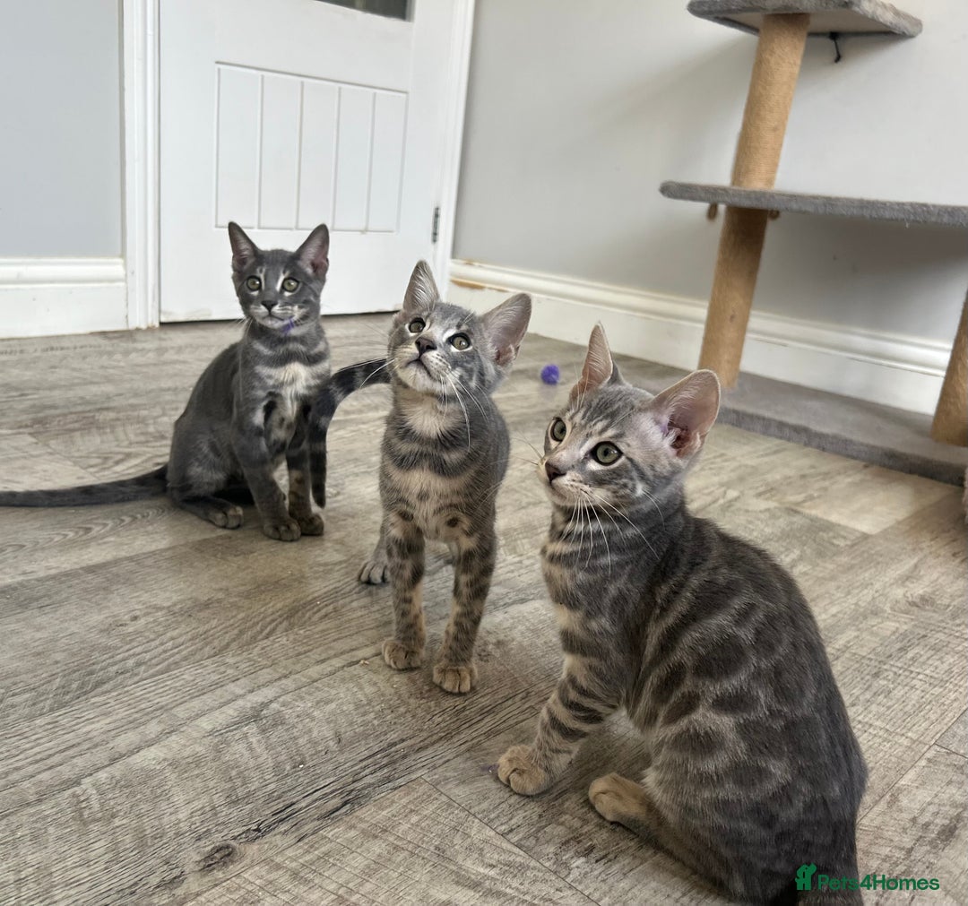 Bengal cats for sale: Striking Blue TICA Male Bengal Kittens 💙  - Image 34