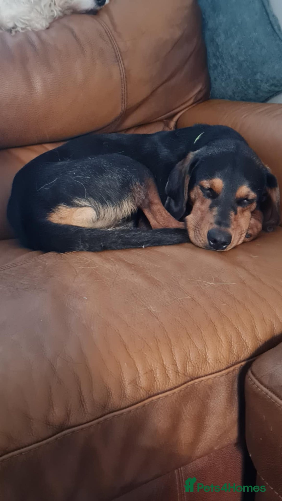 Mixed Breed dogs for adoption: Beautiful Aldo is ready for his forever sofa - Image 2