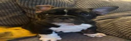 Mixed Breed dogs for sale: Frenglish puppy  in Tonypandy - Advert 5
