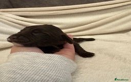 Cocker Spaniel dogs for sale: Cocker Spaniel Pups Seeking Forever Homes!💖 - Image 29