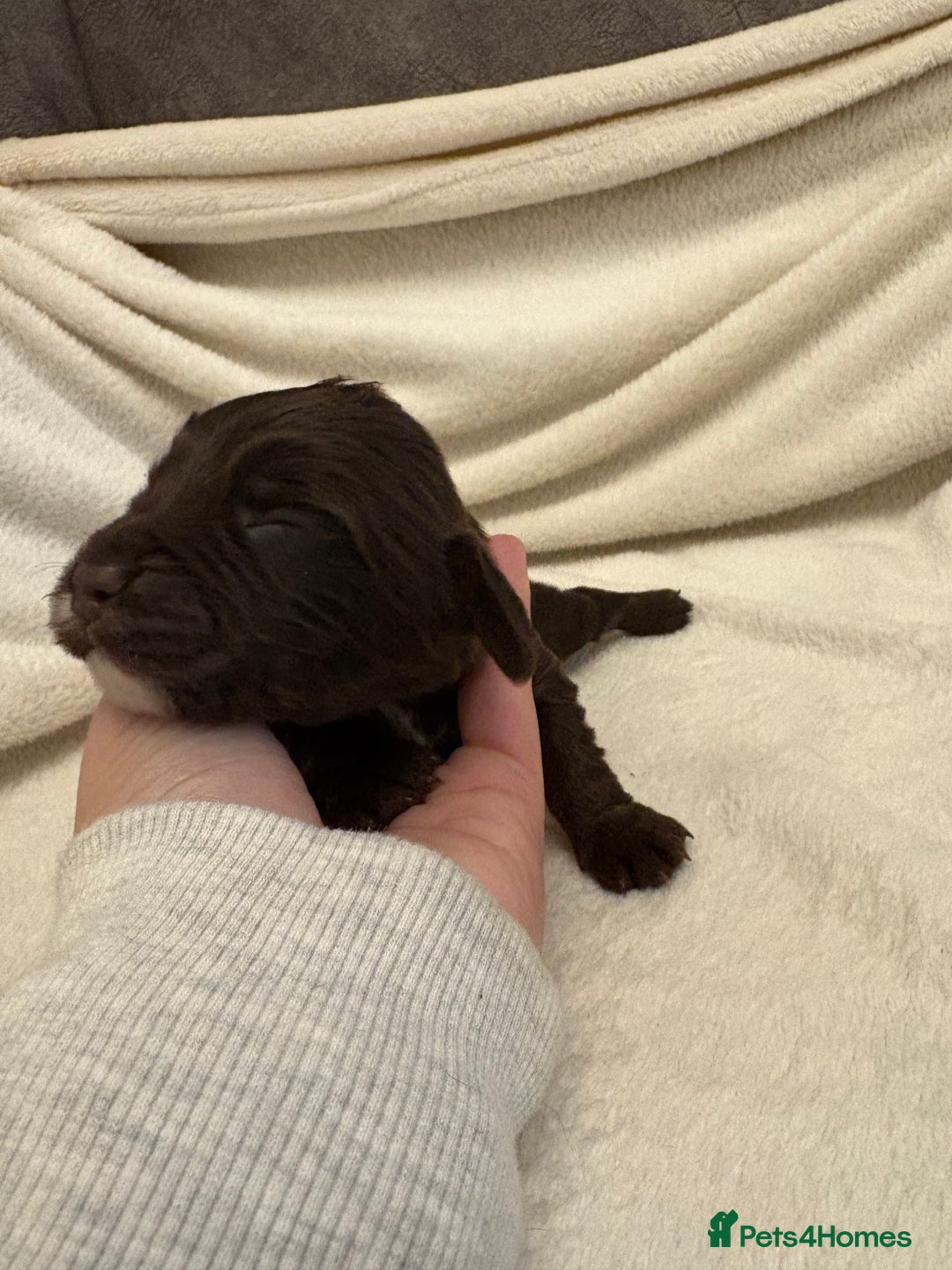 Cocker Spaniel dogs for sale: Cocker Spaniel Pups Seeking Forever Homes!💖 - Image 29