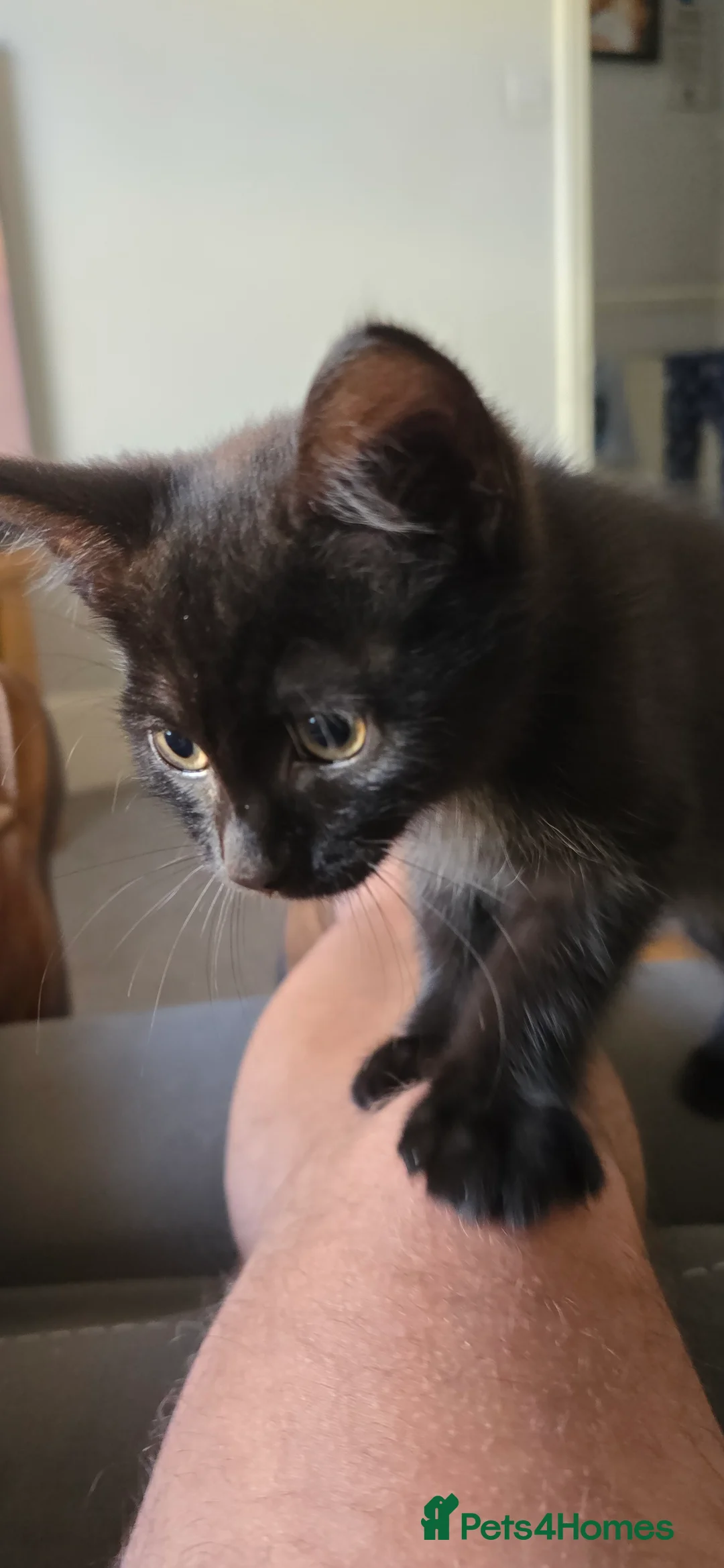 British Longhair cats for sale: Gorgeous black female kitten  - Advert 4