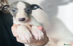 Whippet dogs for sale: All found homes-Beautiful Blue and White Parti BOY - Image 31
