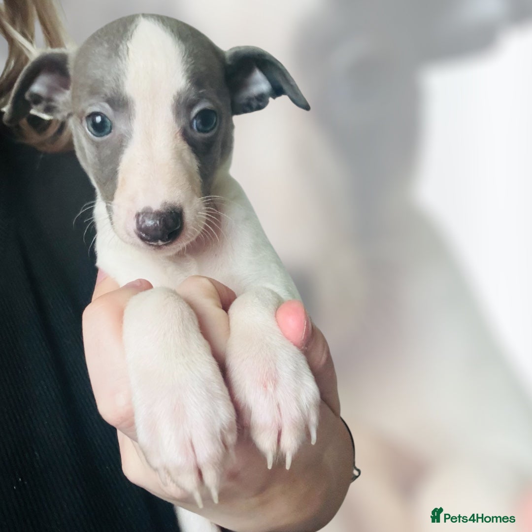 Whippet dogs for sale: All found homes-Beautiful Blue and White Parti BOY - Image 31