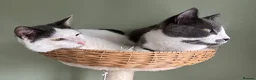 Mixed Breed cats for sale: REHOMING: 2 Grey/White Cats, Siblings - Advert 6