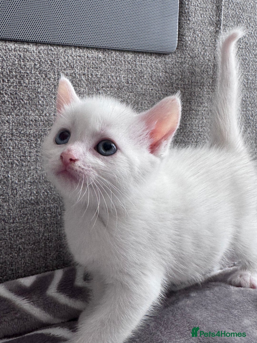 Mixed Breed cats for sale: Perfectly healthy and ready for new loving homes - Image 4