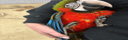 Macaws birds for sale: Gorgeous hand reared baby Harlequin Macaws - Advert 3