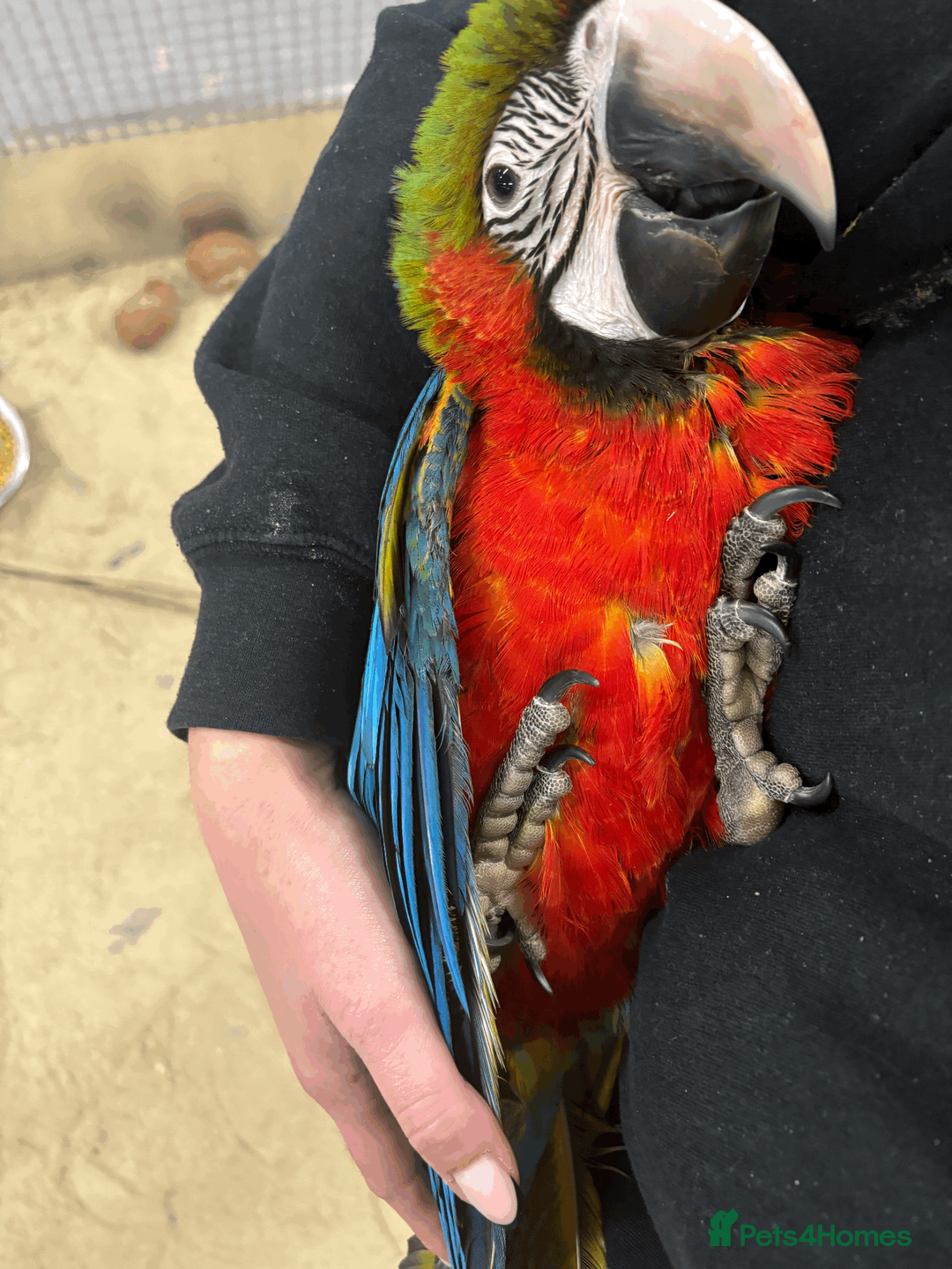 Macaws birds for sale: Gorgeous hand reared baby Harlequin Macaws - Advert 3