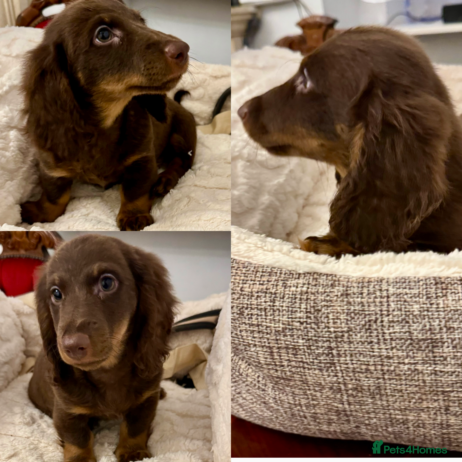 Miniature Dachshund dogs for sale: Dachshund miniature long hair  - Advert 19