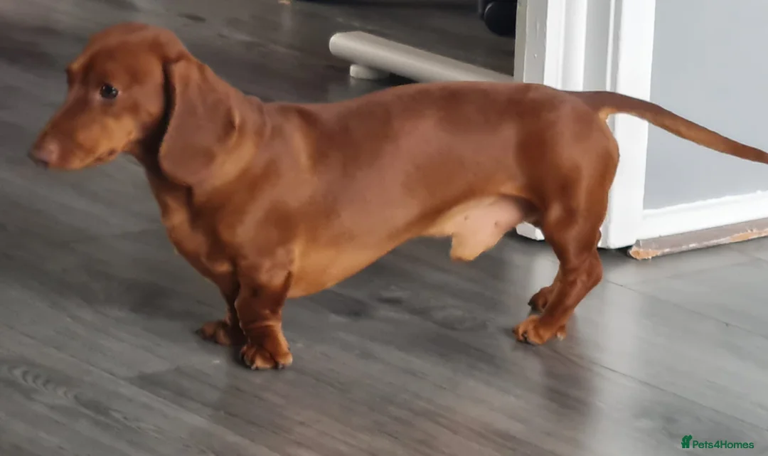 Miniature Dachshund dogs for stud: Richie proven and ready to stud. in Liverpool - Advert 16