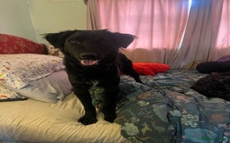 Mixed Breed dogs for sale: Elegant Espresso ☕ - Image 6
