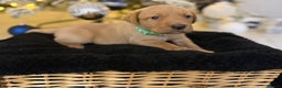 Labrador Retriever dogs for sale: Beautiful fox red puppies  - Advert 11