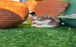 Siberian Husky dogs for sale: Siberian husky puppies - Image 10