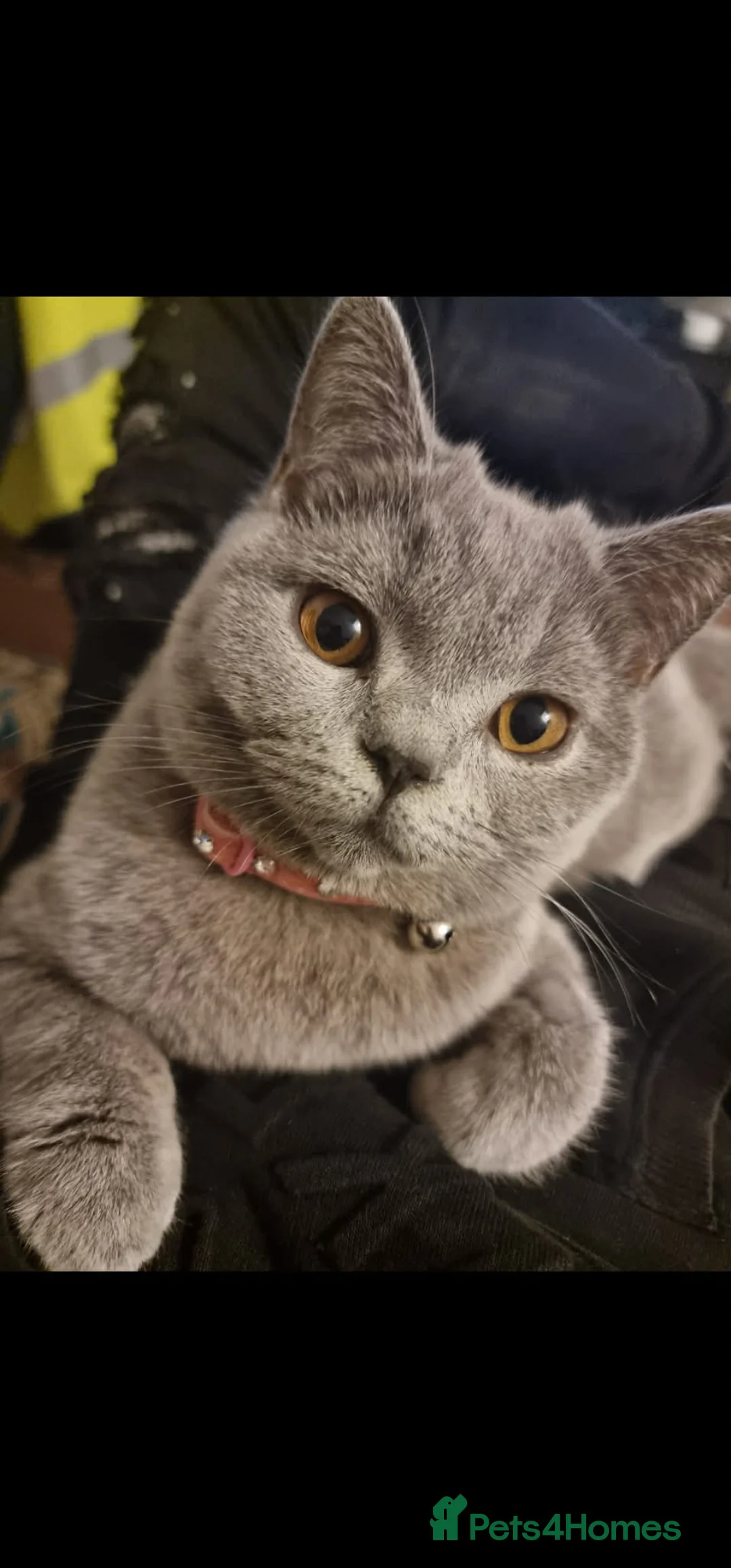 British Shorthair cats for sale: British Shorthair Kittens – 1 Male & 1 Female in Leicester - Advert 11