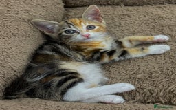 Mixed Breed cats for sale: GORGEOUS KITTENS  - Image 9