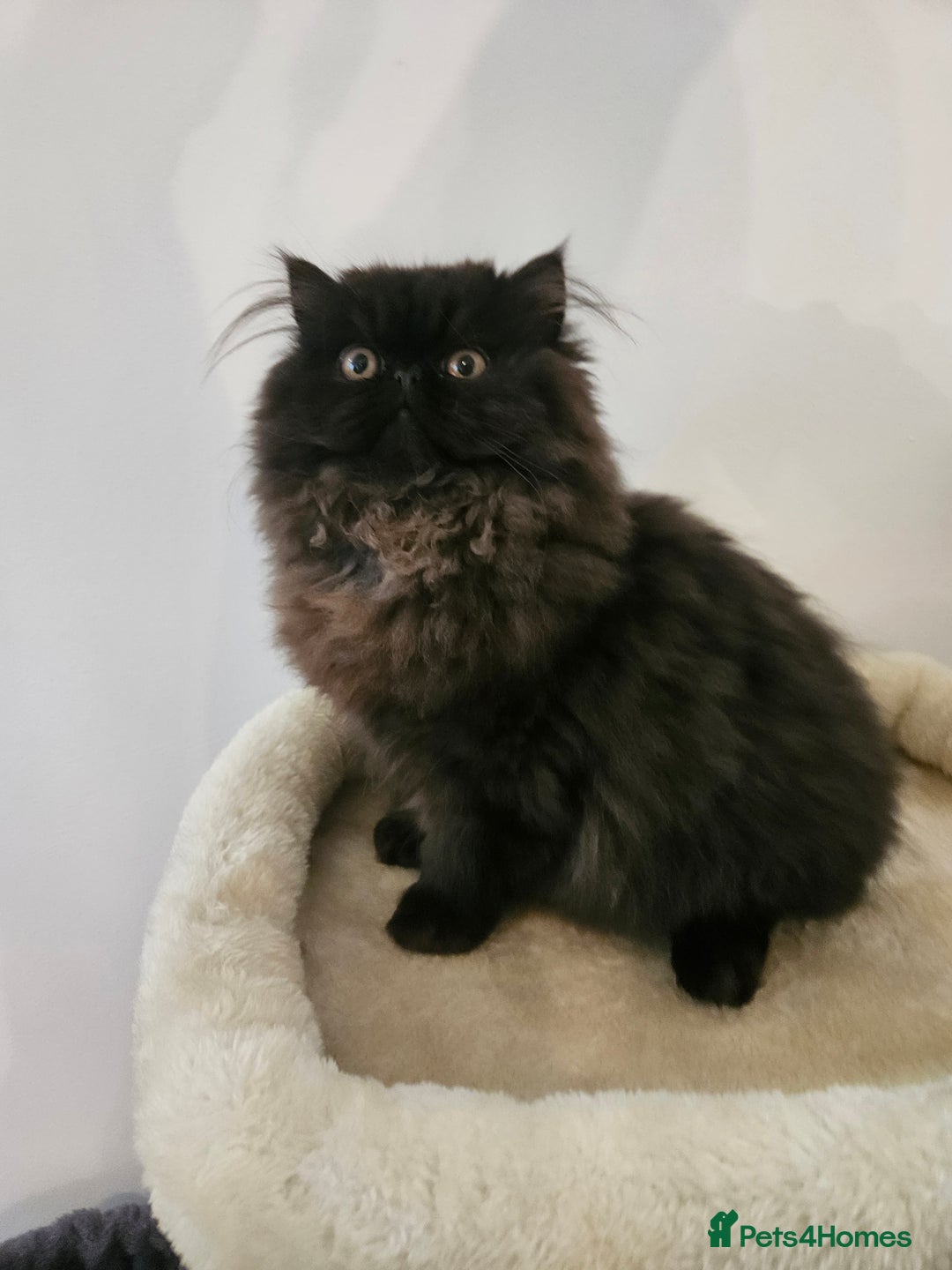 Persian cats for sale: Stunning Persian girl  - Advert 6