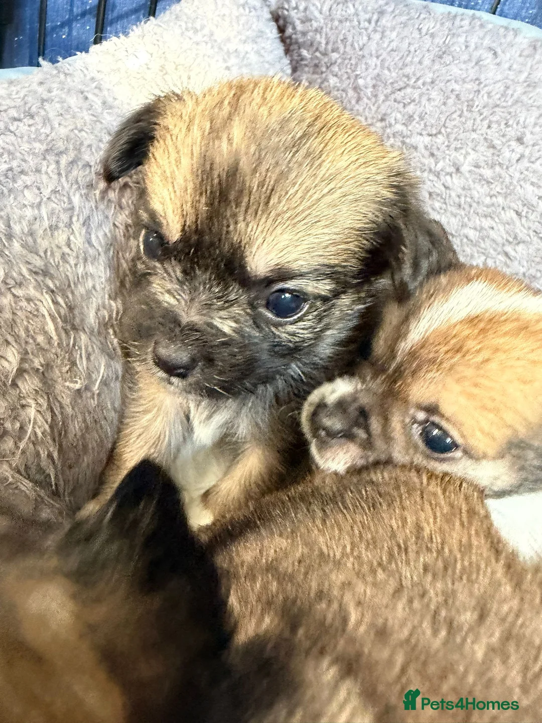 Mixed Breed dogs for sale: Beautiful puppies looking for loving homes - Advert 4