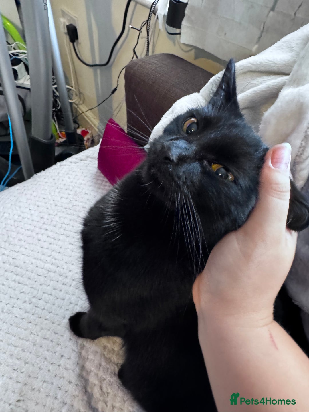 Mixed Breed cats for adoption: FREE rescue cats  looking for a new home  - Image 6